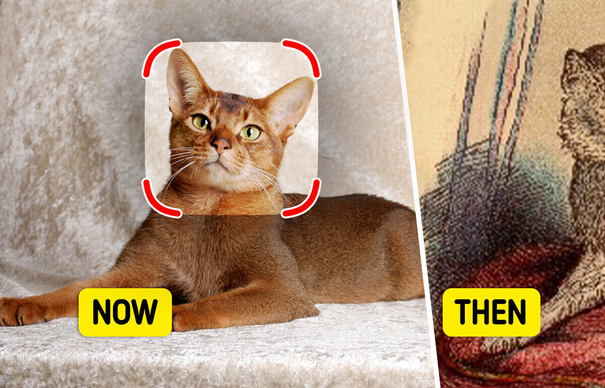 How 9 Cat Breeds Looked Like Before Humans Decided to Change Them