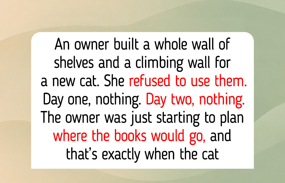 12 DIY Cat Shelves and Walls: a Tiny Home in a Dresser and Shelves That Almost Held Books