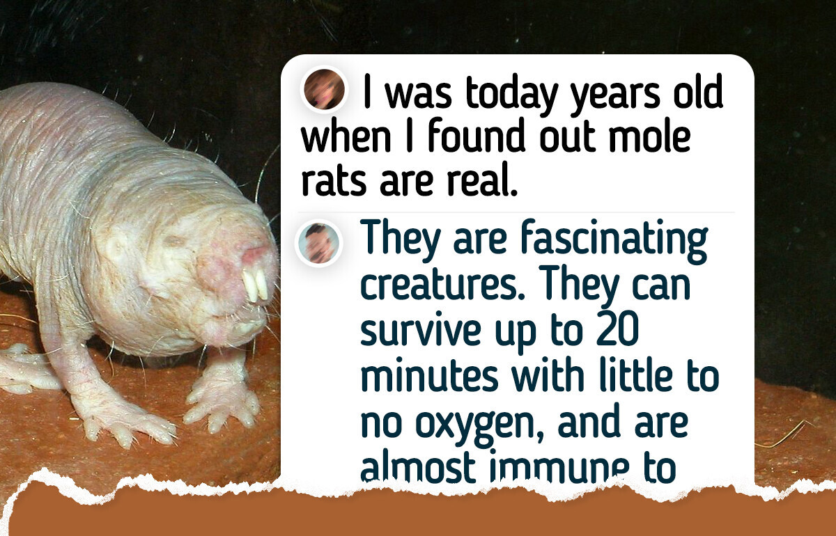 10 Weird-Looking Animals That Are Harmless to People 10 Weird-Looking Animals That Are Harmless to People