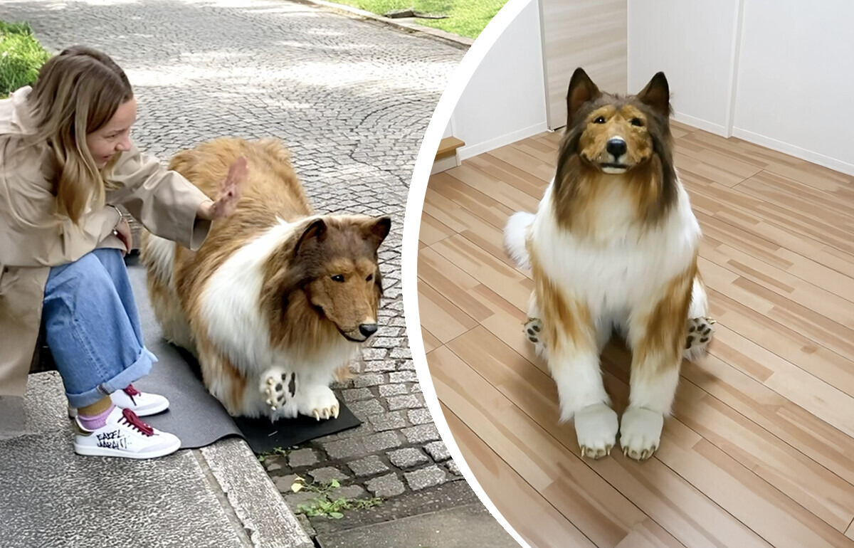 A Japanese Man Decided to Give Up on Human Life and Transformed Into a Dog A Japanese Man Decided to Give Up on Human Life and Transformed Into a Dog