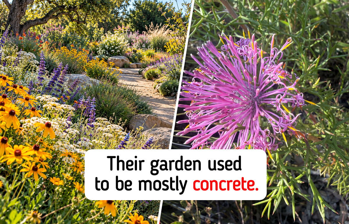 Happy Couple Planted About 2 Dozen Native Wildflowers Outside Their Home; 3 Years Later, Their Garden Is Inspiring Their Neighbors