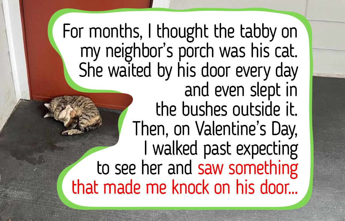 12 Stray Cats and Dogs Who Chose Their Family, Like a Mama Cat on the Porch and a Dog Behind the Garage