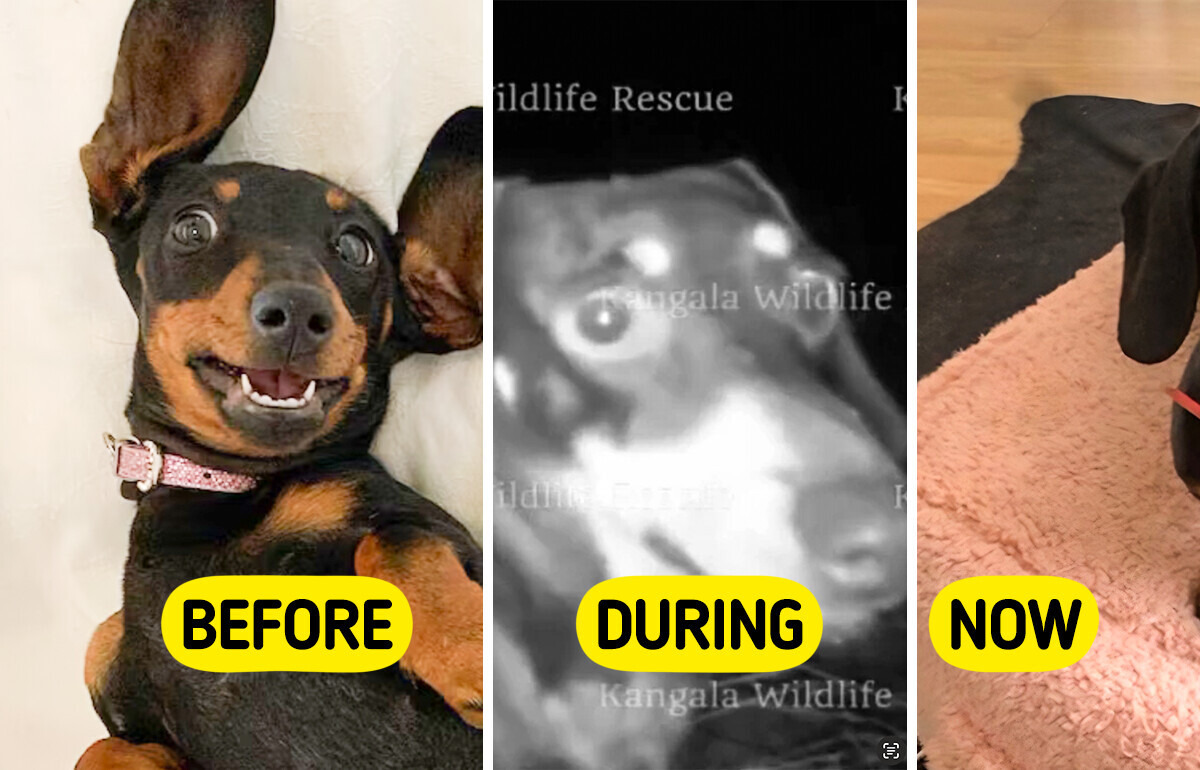 She Was Missing for 529 Days—Her Owners Could Barely Recognize Her She Was Missing for 529 Days—Her Owners Could Barely Recognize Her