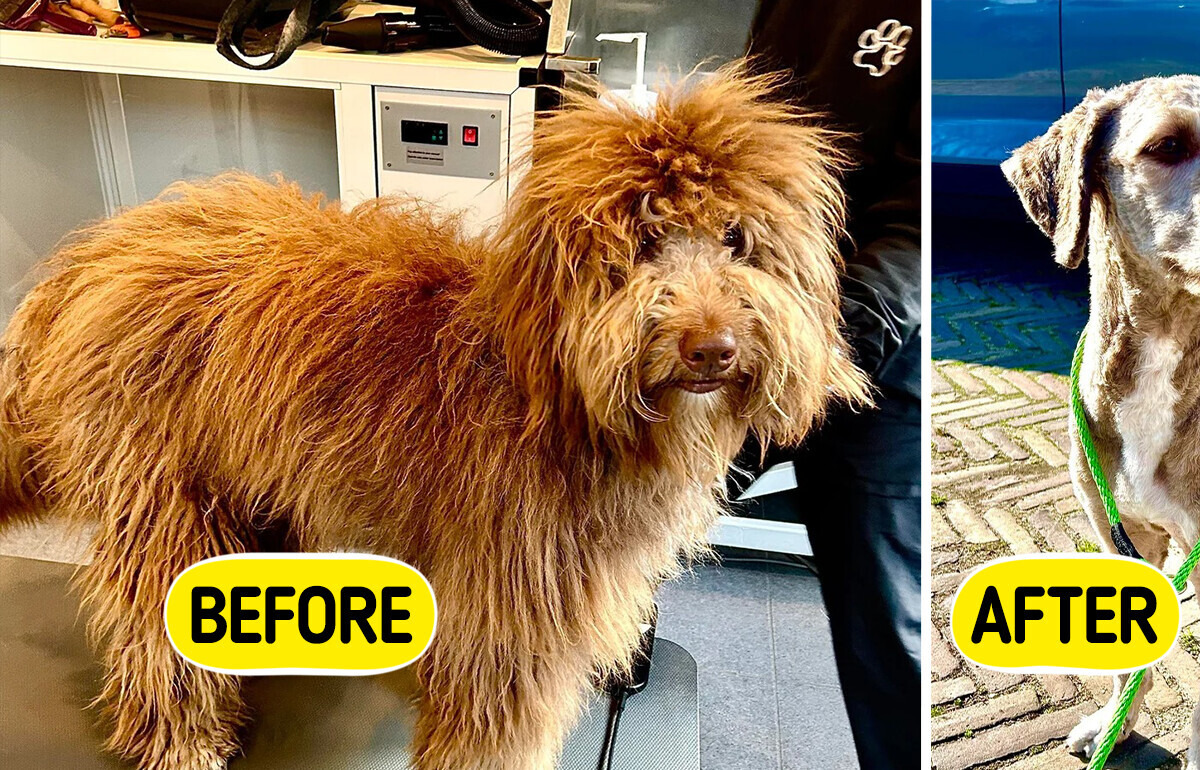 16 Dogs Who Got the Ultimate Grooming Glow-Up 16 Dogs Who Got the Ultimate Grooming Glow-Up