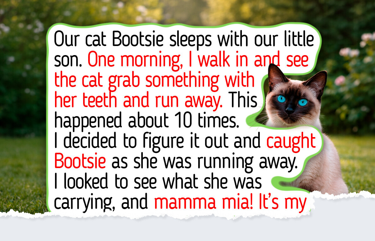10 Affectionate Cat Breeds That Love Like Dogs and Make the Perfect Companion