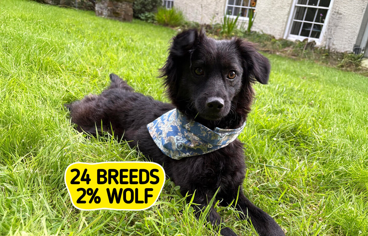 12 Animal Shelter Dogs Whose DNA Revealed Their Breed: 50% Beagle, 24 Breeds in One and 10% Lab