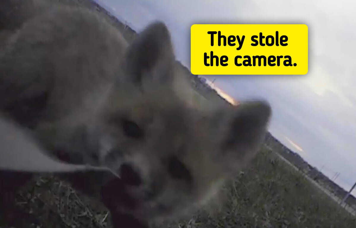 9 Backyard Trail Cams That Caught Night Visitors, Including Foxes That Stole One for Four Days