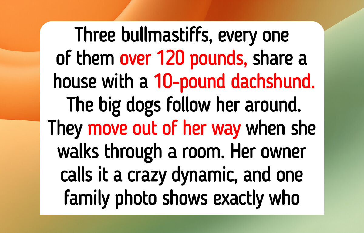 14 Small Dogs Who Boss Big Dogs Around, Like a 10-Pound Dachshund Leading Three Bullmastiffs 14 Small Dogs Who Boss Big Dogs Around, Like a 10-Pound Dachshund Leading Three Bullmastiffs