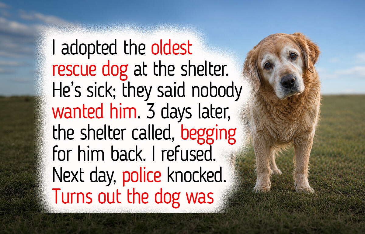 15 Real Animal Shelter Moments That Prove Strong Compassion Always Guides Rescue Dogs and Cats Home to Happiness 15 Real Animal Shelter Moments That Prove Strong Compassion Always Guides Rescue Dogs and Cats Home to Happiness