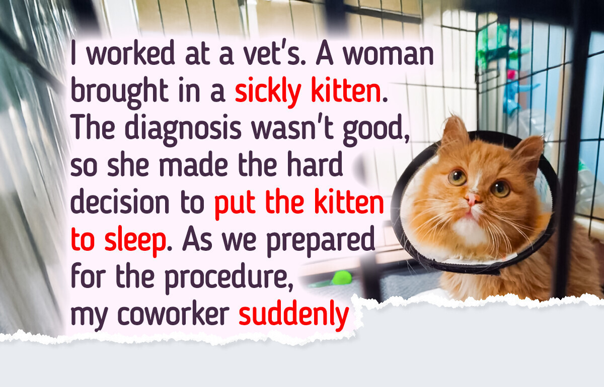Kitten Abandoned at Vet Clinic Gets a New Chance at Life