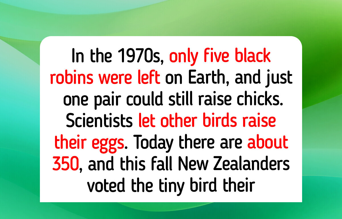 5 Birds Left, Now 350 in New Zealand: 10 Good Things That Didn’t Make the News This Year