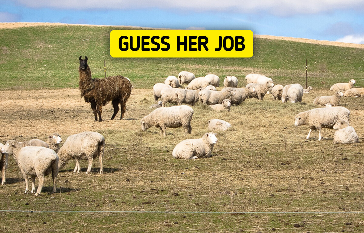10 Animals With Real Jobs Who Earn Their Keep, and a Llama Hired as a Security Guard 10 Animals With Real Jobs Who Earn Their Keep, and a Llama Hired as a Security Guard