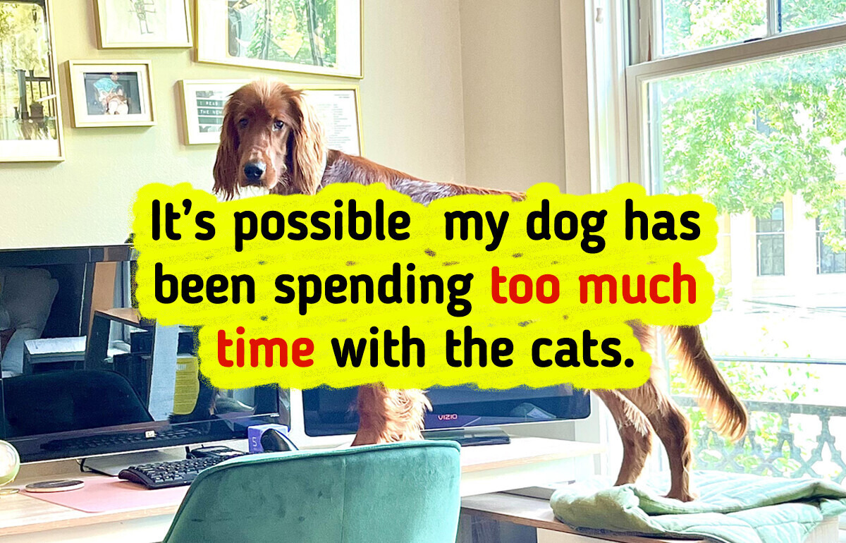 15 Pets That Look Like a Comedy and a Disaster All in One