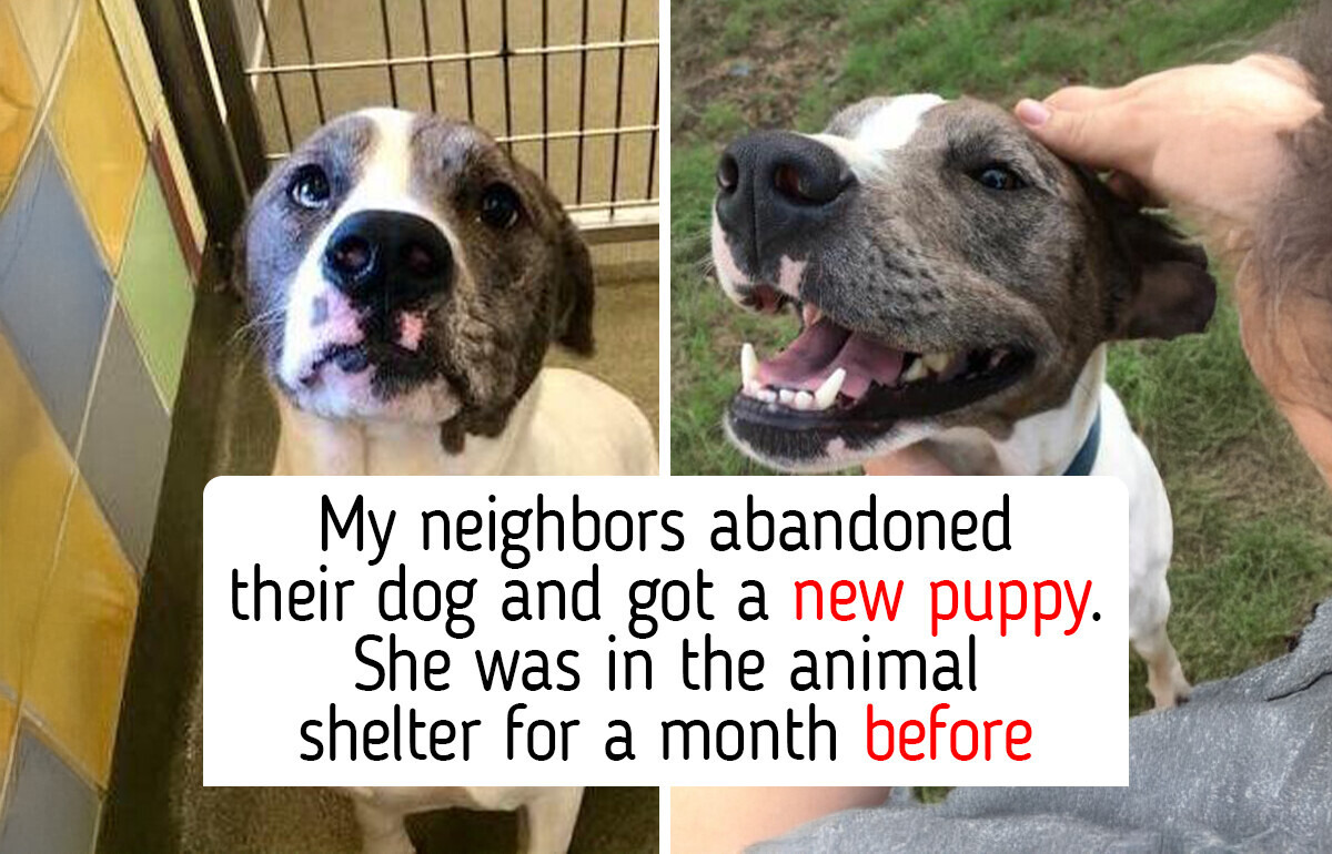 10 Before-and-After Pet Adoption Photos: Animal Shelter Cats and Dogs Who Traded Humane Society Kennels for Homes Full of Compassion and Happiness 10 Before-and-After Pet Adoption Photos: Animal Shelter Cats and Dogs Who Traded Humane Society Kennels for Homes Full of Compassion and Happiness