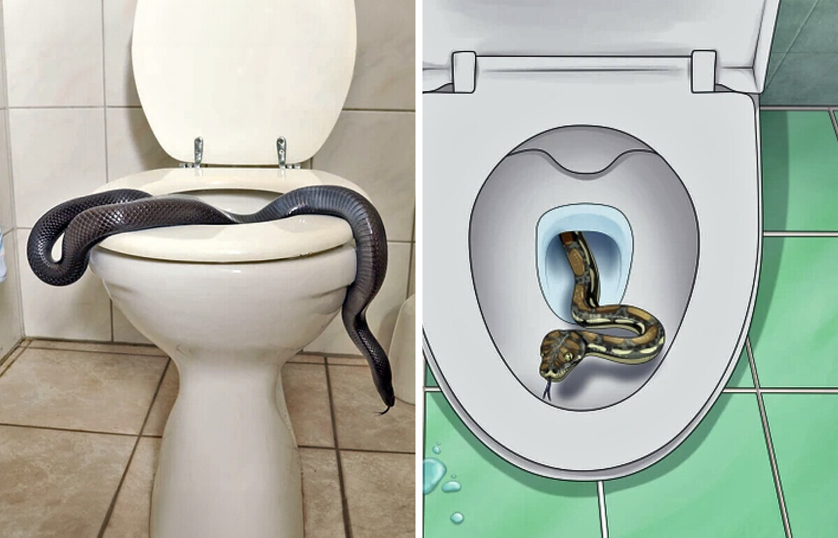 Family Wakes Up at 2 A.M. to Snake Slithering Into Toilet Through Pipes, How to Prevent It Family Wakes Up at 2 A.M. to Snake Slithering Into Toilet Through Pipes, How to Prevent It