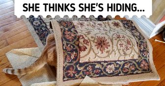 15+ Pets Who Tried to Hide in Plain Sight but Failed Hilariously