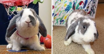 Meet Bini the Bunny Who Has More Talent Than Most of Us Do