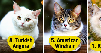 10 Cat Breeds That Are Perfect Companions for Seniors