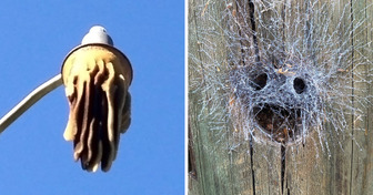 17 Times Nature Found a Way to Be Special and Stun You