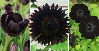 15+ Dramatic Flowers That Can Turn Your Garden Into a Gothic Masterpiece