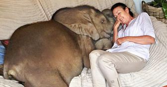 A Woman Rescued a Baby Elephant, and Now He Loves Her So Much He Follows Her Everywhere