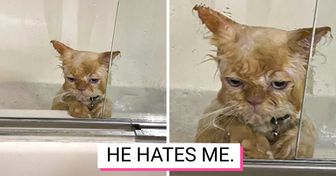 15 Times Animals With an Attitude Ruled the Internet