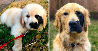 Meet Enzo, the Unique Golden Retriever Who Was Born With a Charming Birthmark