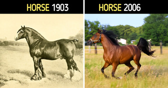 10 Farm Animals That Looked Wildly Different Before Human Decided to Change Them