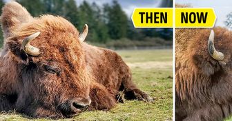 Meet Helen, a Blind Bison Who Lived a Lonely Life Until She Met a Little Calf to Love