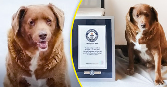 The Oldest Dog Ever Has Been Found: Meet Bobi, the 30-Year-Old Pup