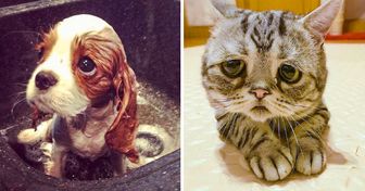 16 Sad Animals Who Are Just Waiting for Your Cuddles
