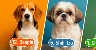 12 Dog Breeds With the Longest Lifespan, So You Can Spend More Time Together