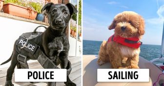 25 Working Dogs Who Found Their Calling