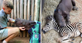 Meet a Baby Zebra and Her Rhino Buddy — Helping Each Other When They Were Not Feeling Well