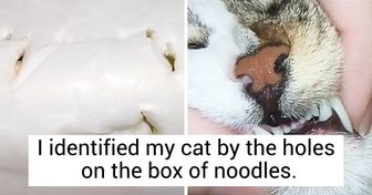 20+ Pets Whose Owners Made a Big Mistake by Leaving Them Alone