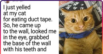 20+ Accurate Tweets That Any Cat Owner Can Relate To