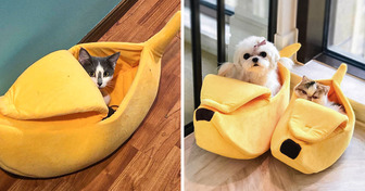 10 Cool Things on Amazon That Every Pet Owner Has to Know About