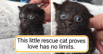 A Disabled Cat Proved Kindness Also Exists in the Animal World and Forever Changed the Lives of Orphaned Kittens