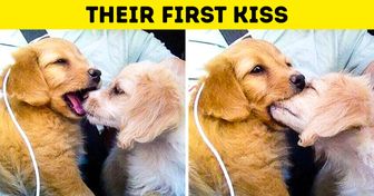 17 Photos That Could Convince the Most Anti-Pet Person to Get a Furry Friend