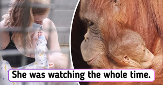 Orphaned Orangutan Rediscovers Her Maternal Instincts as Watching Zookeeper Mom Breastfeeding
