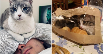 15 Shameless Cats Who Know Who the Boss Is (and It’s Not the Human)