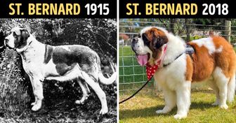How Popular Dog Breeds Have Changed Over Time