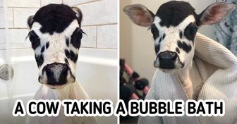 15 Wild Animals That People Found a Place for in Their Homes and Their Hearts