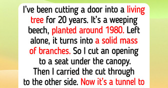 13 Trees Gardeners Planted, Then and Now: a Spruce Instead of a Wedding, a Beech With a Door