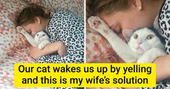 20+ Cats Who Forgot That They Were Supposed to Be a Source of Cuteness