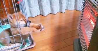 20 Reasons to Madly Fall in Love With Shiba Inu Dogs