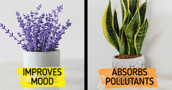 8 Plants That Can Reduce Stress Just by Being Near You