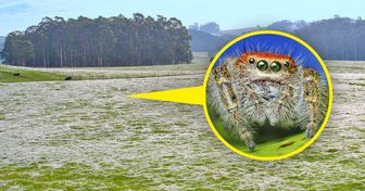 Why Millions of Spiders Suddenly Rain Down All Over the World