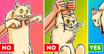 A Vet Explains How to Pick Up Your Cat Like a Pro (Bye Bye Scratches)
