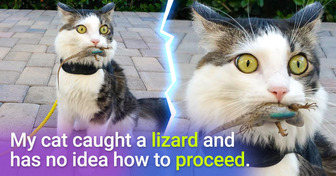 15 Pets Who Are Even More Expressive Than Some Humans